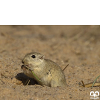 گونه جرد هندی Indian Desert Jird